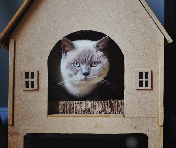 Лучшие домики для кошек (12+ фото) Какой кошачий домик лучше?
